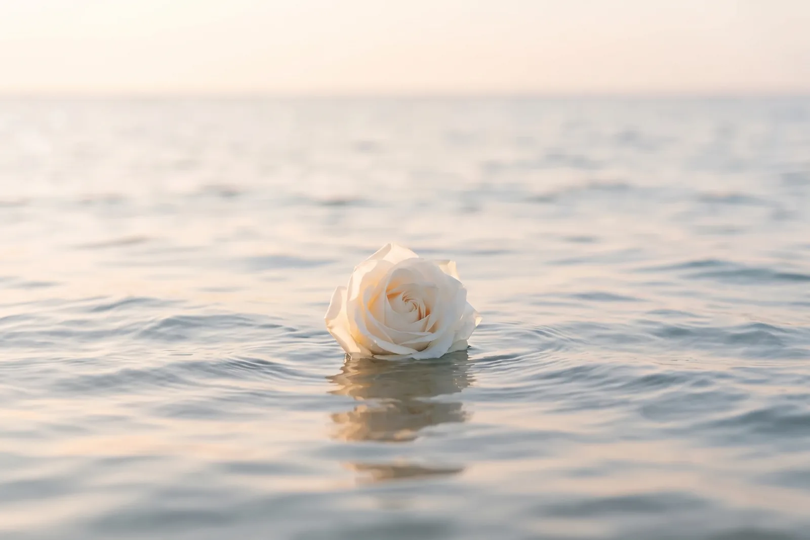 Einzelne weiße Rose treibt auf ruhiger See im weichen Morgenlicht – Sinnbild für eine würdevolle Seebestattung